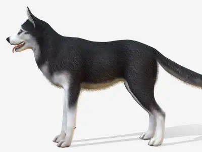 Dog - Husky Low-poly 3D model