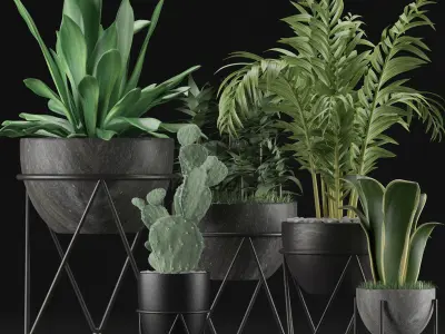 Plants Collection 27 3D model