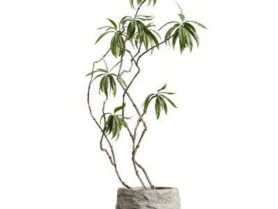 AV HousePlants Japandi Minimalism Ficus Dracaena Marginata 3D model