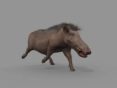 Warthog African pig - animated 3d fur model Low-poly 3D model