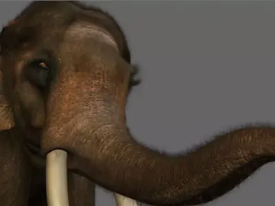 elephant 3d rig model 3D model purchase