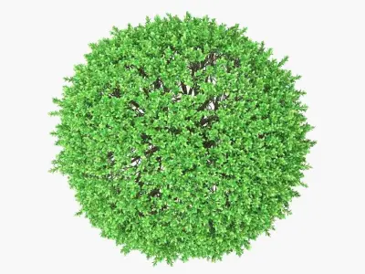 Rounded boxwood shurbs 91 - 106cm high 3D model