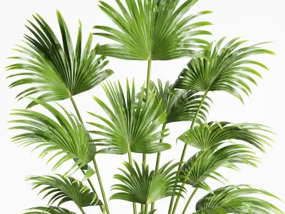 Indoor Plants 21-Chinese fan palm 3D model