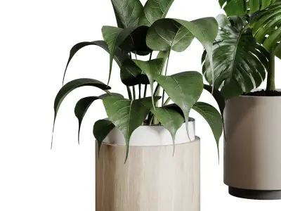 indoor plant plant bush monstera wooden dirt vase 3D model