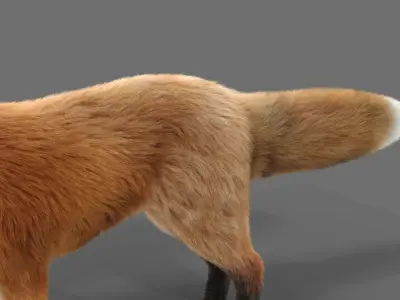 Hair Fur Red Fox 02 Low-poly 3D model