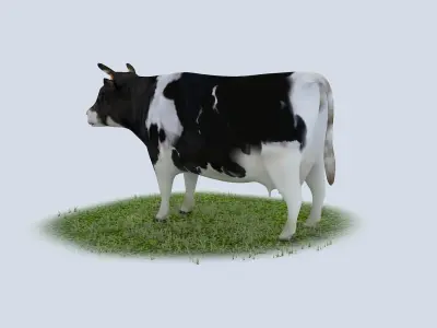 Dairy Cow holstein friesian black white cattle domesticated 3D model