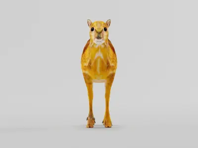 Fanged Mouse-Deer Chevrotain Animal Low-poly 3D model