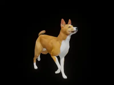 Basenji Dog 3D model