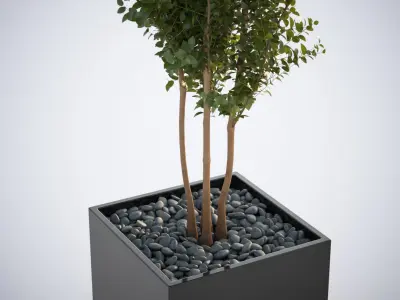 Tall tree in planter 3D model