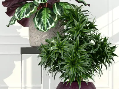 Plants collection 54 3D model