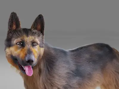 Fur German Shepherd Rigged   Low-poly 3D model
