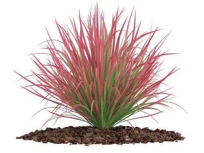 Ornamental Grass 4 3D model