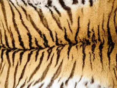 Tiger Skin Texture Pack  5 Variations  4K PBR Free 3D model