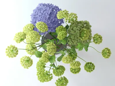 Hydrangeas and Viburnum  3D model