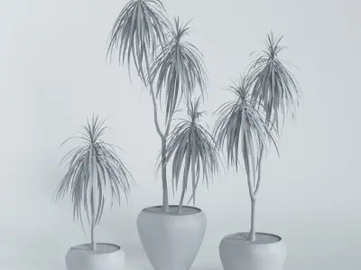 Palm Dracena-Marginata 3D model