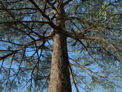 Conifer Tree 004 3D model