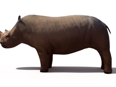 Rhino rhinoceros Low-poly 3D model