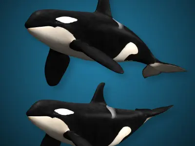 Orca Family - Killer Whales 3D model
