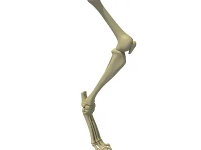 Mammal Animal Leg Bones 3D model
