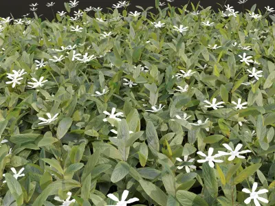 Cuphea Hookeriana Carthagenensis Decorative02 3D model