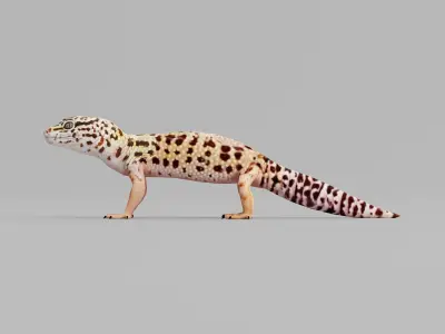 Leopard Gecko Low-poly 3D model