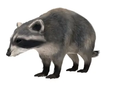 Realistic raccoon 3D model