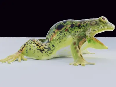 Jungle frog 3D model