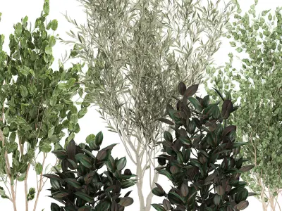 Trees in a black pot for the interior 701 3D model