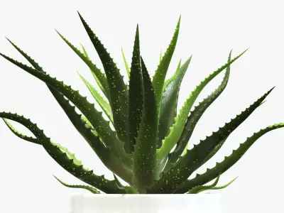 Succulent in planter pot 02 3D model