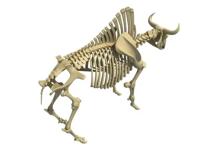 Buffalo Bison Skeleton 3D model