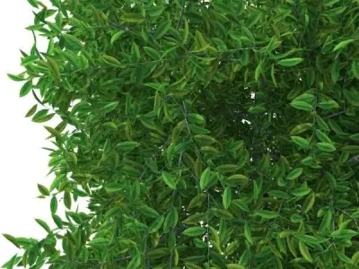 Square tree 3D model