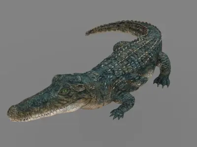 Aligator or crocodile animal 3d model 3D model