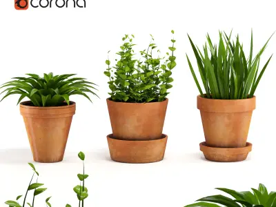 Terracotta Pots Plants 3D model