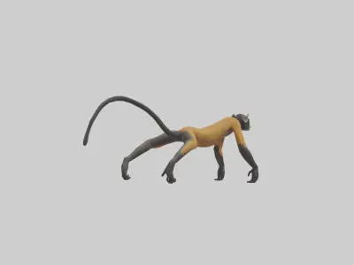 Brocketts Spider Monkey hanging model 3D model