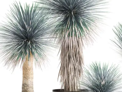 Yucca rostrata in a flowerpot for the interior 1014 3D model
