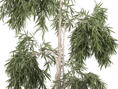 Decorative olive tree in a black flowerpots 733 3D model