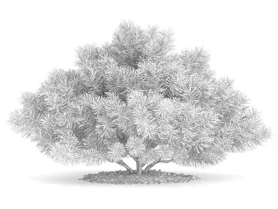 Pine Shrub Pinus 3D model