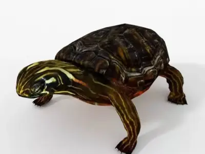 Oriental Painted Turtle Low-poly 3D model