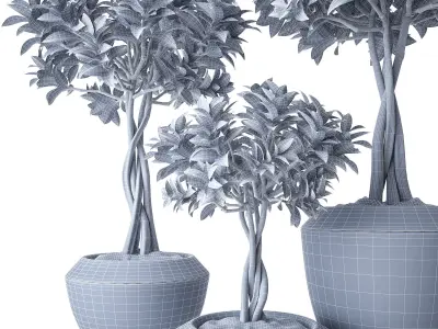 Ficus Microcarpa 3 3D model