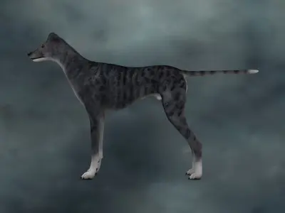 MDGH-003 Rigged Dog 3D model