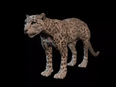 snowleopard snow leopard Low-poly 3D model
