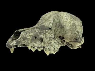 Canine Skull 3D model