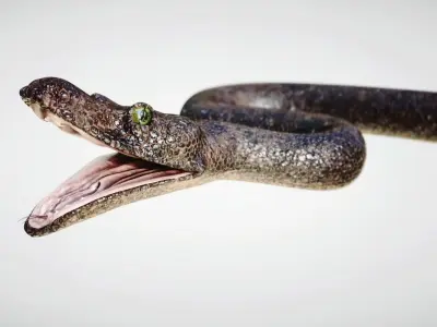 Snake Low-poly 3D model