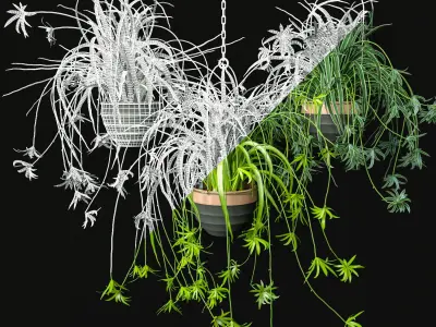 Spider Plants Set 3D model