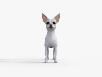 Cute 3D Chihuahua Dog Rigged 3D model