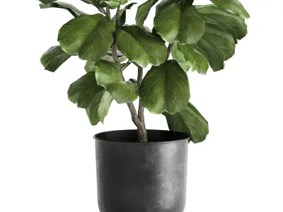 Ficus lyrata trees in a pot for the interior 878 3D model