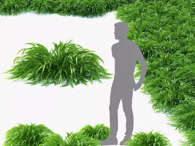  Hakonechloa macra grass vol 3 3D model