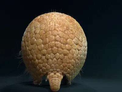 Armadillo Animated  VFX Grace 3D model