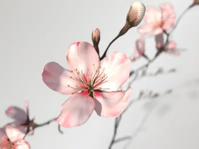 Sakura Branch Low-poly 3D model