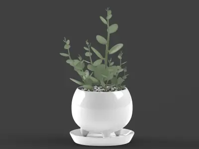 Xerosicyos danguyi Low-poly 3D model